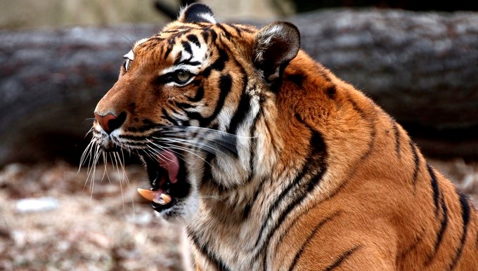Imagen de un tigre de Indochina (panthera tigris corbetti). EFE/Archivo