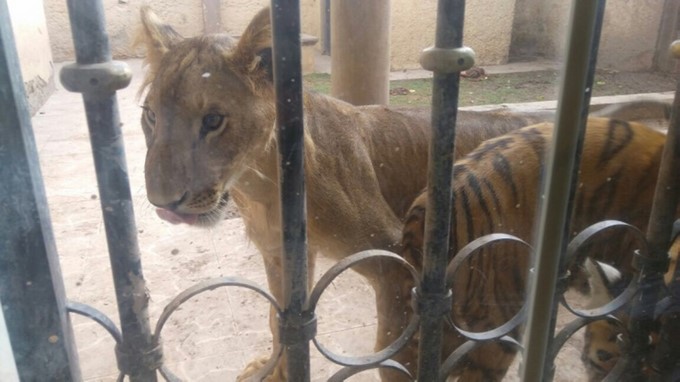 Fotografía cedida por la Procuraduría Federal de Protección al Ambiente (PROFEPA) hoy, viernes 25 de agosto de 2017, de un león africano hembra (Panthera Leo), descubierta y decomisada por las autoridades en una casa de Ciudad Juárez, Chihuahua (México). FE/PROFEPA/ SOLO USO EDITORIAL / NO VENTAS