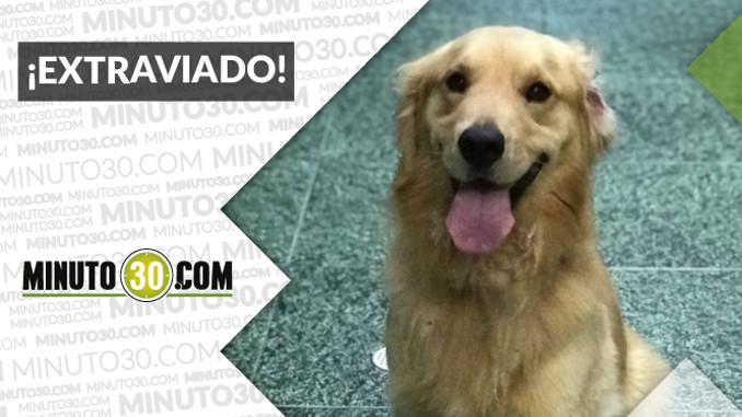 Buscan a la familia de este perrito en El Poblado