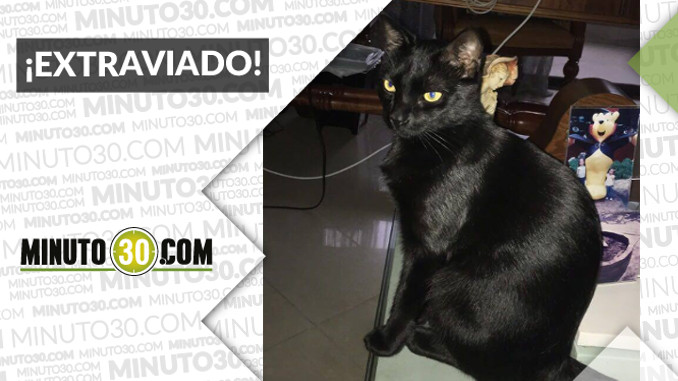 “Chimu” se perdió por El Poblado. ¿Lo ha visto?