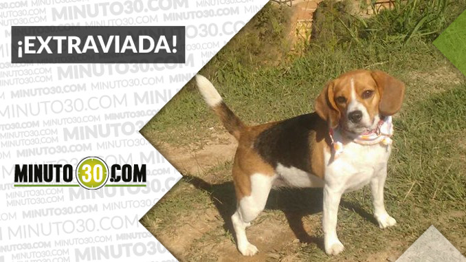 “Channel” se perdió por Bello. ¿La ha visto?