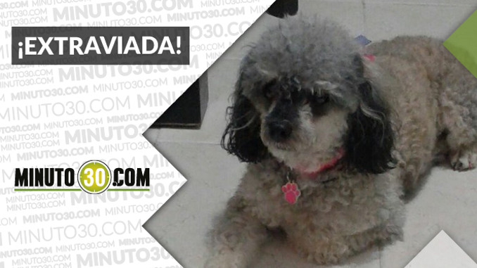 Esta perrita se perdió por Itagüí. ¡Comparte!