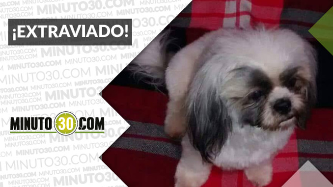 Este perrito se perdió por Guayabal. ¿Lo ha visto?