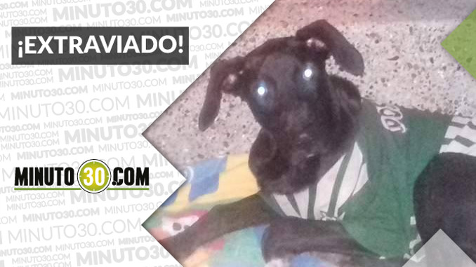 Este perrito fue encontrado en Calatrava, Itagüí