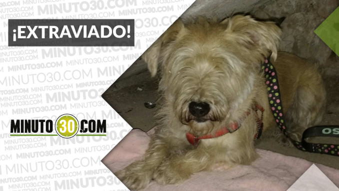 Este perrito busca a sus dueños en Bello