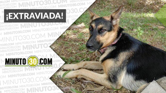 Ayudemos a buscar a Leia, que se perdió en Caldas