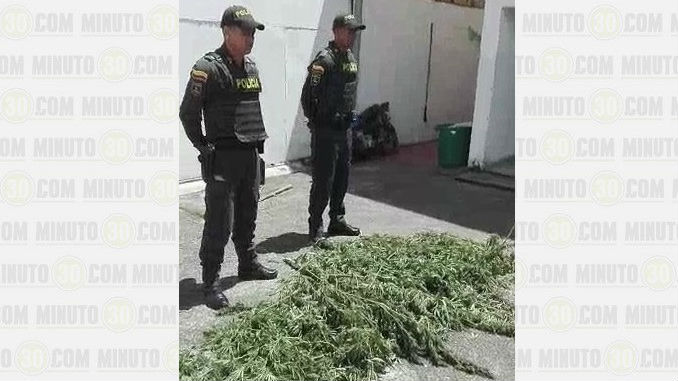 Marihuana_Abejorral_1-copia