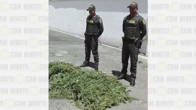 Marihuana_Abejorral_2