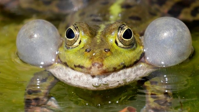 Las infecciones de hongos afectarán a vida salvaje en un mundo más caluroso