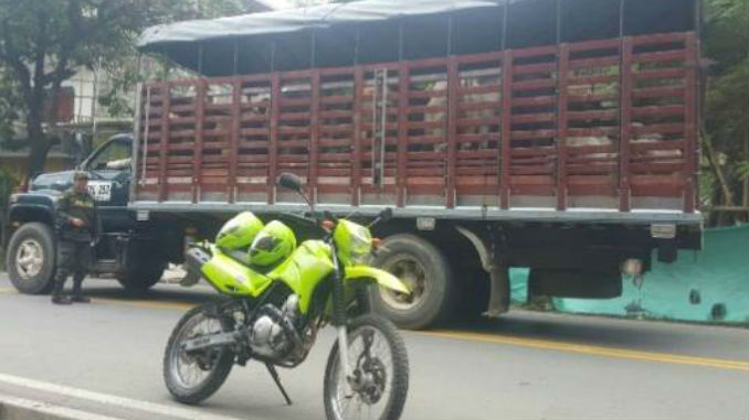 Semoviente_Ganado_incautacion_Uraba