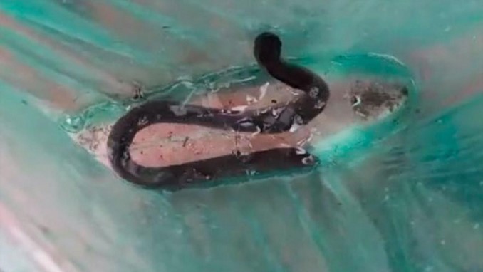 En Cali presuntos traficantes abandonaron una anguila eléctrica al notar la presencia de la Policía