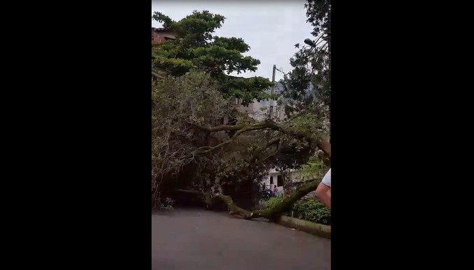 Árbol, que al parecer era usado como columpio, se desplomó en el barrio Belalcázar
