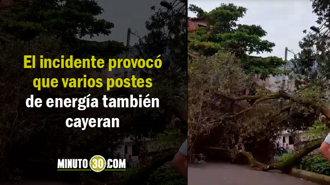 Árbol, que al parecer era usado como columpio, se desplomó en el barrio Belalcázar