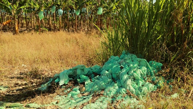 Productores de Vista Hermosa, Meta, se capacitaron en manejo de embolsado de plátano
