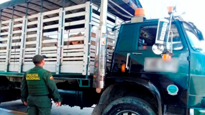 Autoridades incautaron 25 bovinos en vía hacia Turbo
