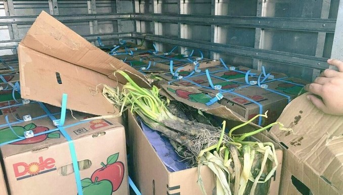 En cargamentos de cebolla las autoridades encontraron 440 kilos de cocaína que sería enviada a España