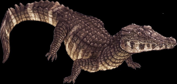 Los reptiles más amenazados de Colombia, ¡conózcalos!