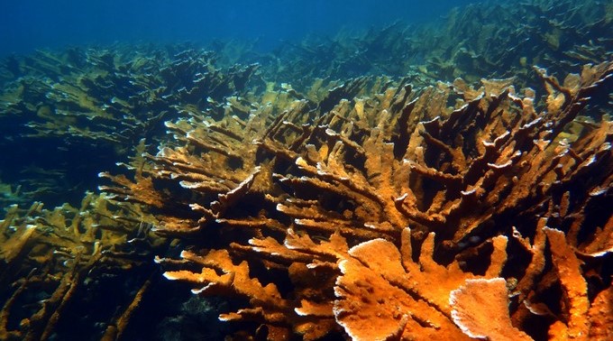 Fotografía sin fechar cedida por la Universidad de Puerto Rico que muestra los arrecifes de coral en Puerto Rico. Los arrecifes de coral que rodean la isla de Puerto Rico se encuentran en muy mal estado debido al calentamiento global y la acción humana, lo que ha llevado a expertos a denunciar el peligro que corre ese ecosistema. EFE/Cortesía Universidad de Puerto Rico