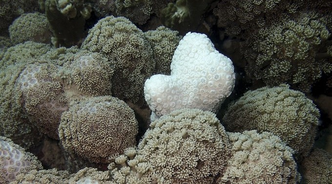Piden investigar más si los corales pueden aclimatarse al cambio climático