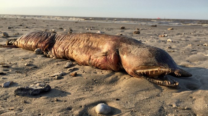 Captura tomada de Twitter: @preetalina