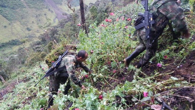 Ejército erradicó una hectárea y media de cultivos de amapola en Rioblanco, Tolima