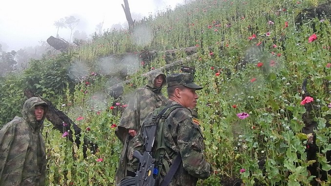 Ejército erradicó una hectárea y media de cultivos de amapola en Rioblanco, Tolima