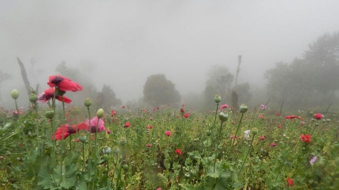 Ejército erradicó una hectárea y media de cultivos de amapola en Rioblanco, Tolima