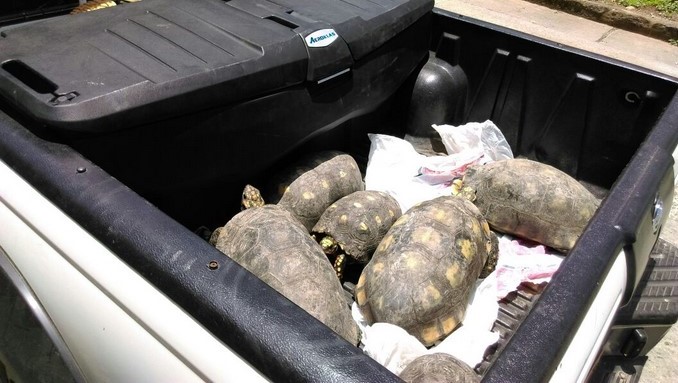 Autoridades incautaron 21 tortugas que estaban exhibidas en un restaurante de San Martín, Meta