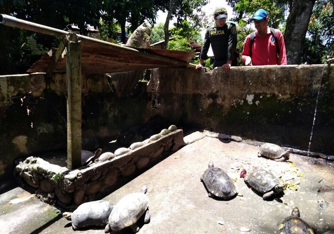 Autoridades incautaron 21 tortugas que estaban exhibidas en un restaurante de San Martín, Meta