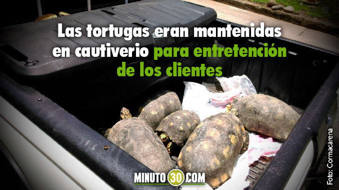 Autoridades incautaron 21 tortugas que estaban exhibidas en un restaurante de San Martín, Meta