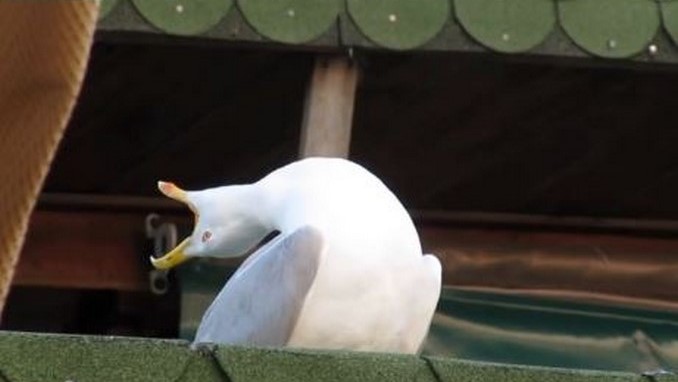 ¿De dónde salió la gaviota? Conozca el origen del meme del momento