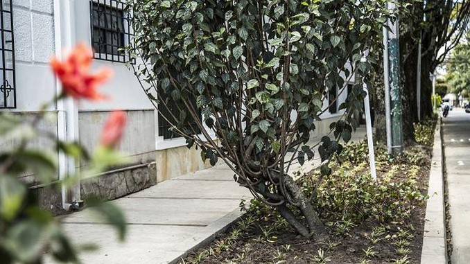 Los jardines que adornarán los recorridos del papa en Bogotá