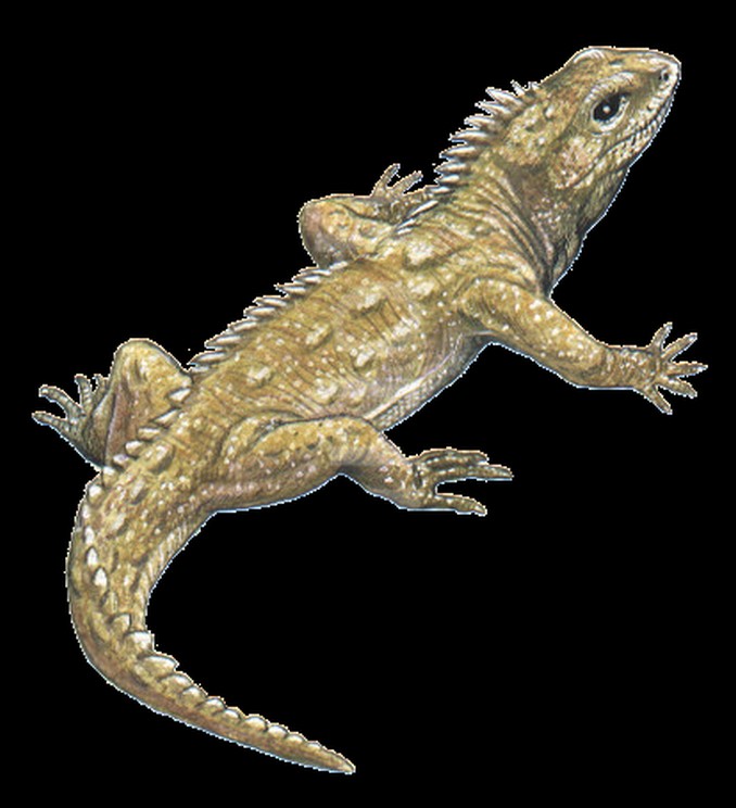 Los reptiles más amenazados de Colombia, ¡conózcalos!