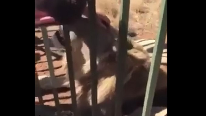 VIDEO: ¡Cuidado! Un león le mordió la mano a este deportista profesional