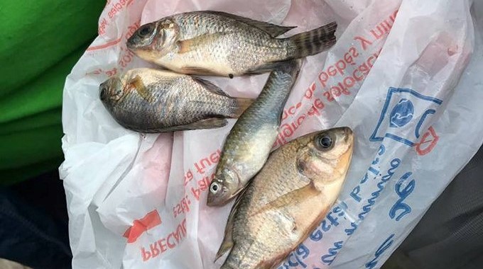 Lluvia de peces/ Tomada de Facebook: Protección Civil Tamaulipas