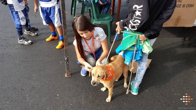 Así fue la jornada de atención a las mascotas en la Fiestas de El Romeral en La Estrella
