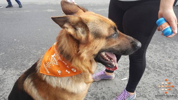 Así fue la jornada de atención a las mascotas en la Fiestas de El Romeral en La Estrella