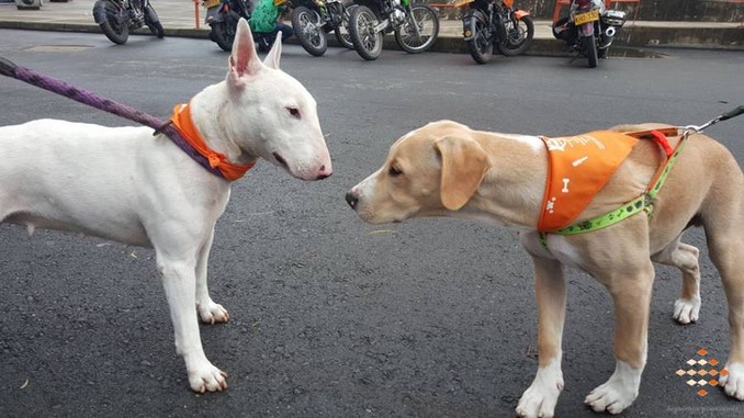 Así fue la jornada de atención a las mascotas en la Fiestas de El Romeral en La Estrella