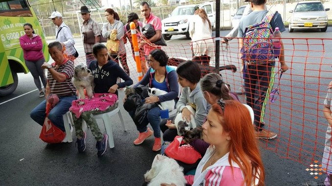 Así fue la jornada de atención a las mascotas en la Fiestas de El Romeral en La Estrella