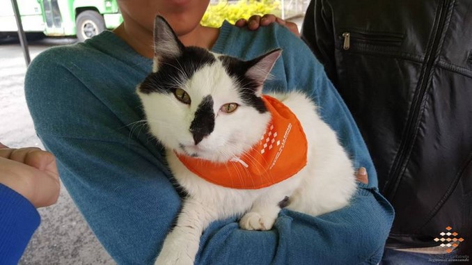 Así fue la jornada de atención a las mascotas en la Fiestas de El Romeral en La Estrella
