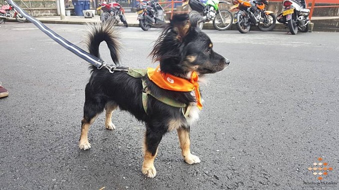 Así fue la jornada de atención a las mascotas en la Fiestas de El Romeral en La Estrella