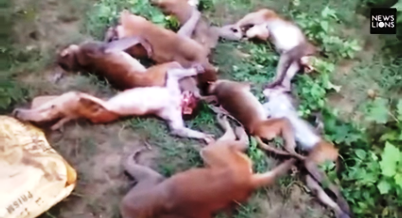 Monos muertos/ Captura tomada de Youtube: 8,888,812 views