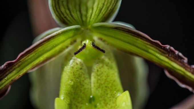 Orquídea/ Cortesía Jardín Botánico de Bogotá