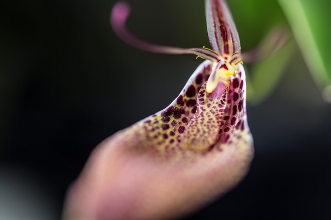 Orquídea/ Cortesía Jardín Botánico de Bogotá