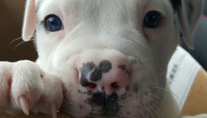 Perrito/ EFE/ARCHIVO