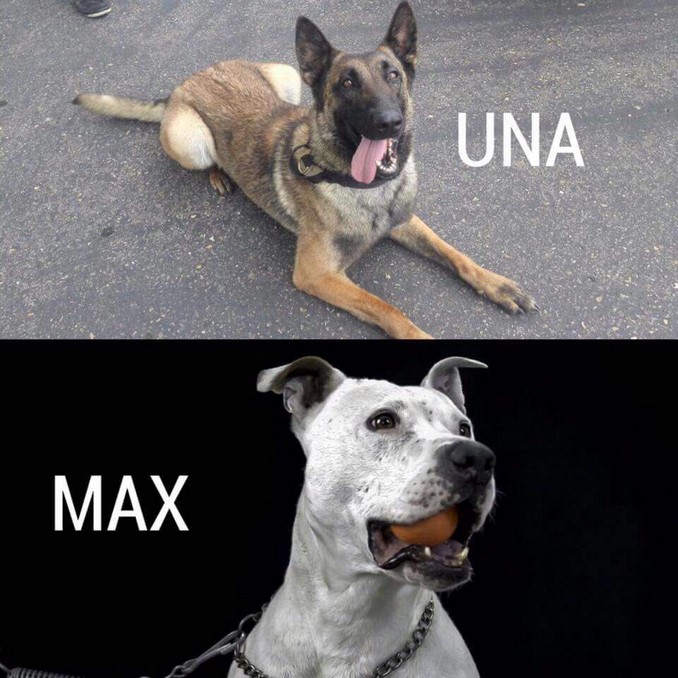 Los rescatistas de cuatro patas de Bomberos de Bogotá que viajaron a México para ayudar a las víctimas