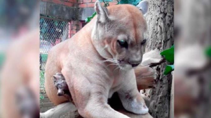 Investigan la muerte de dos pumas en hogar de paso de fauna silvestre en Cali
