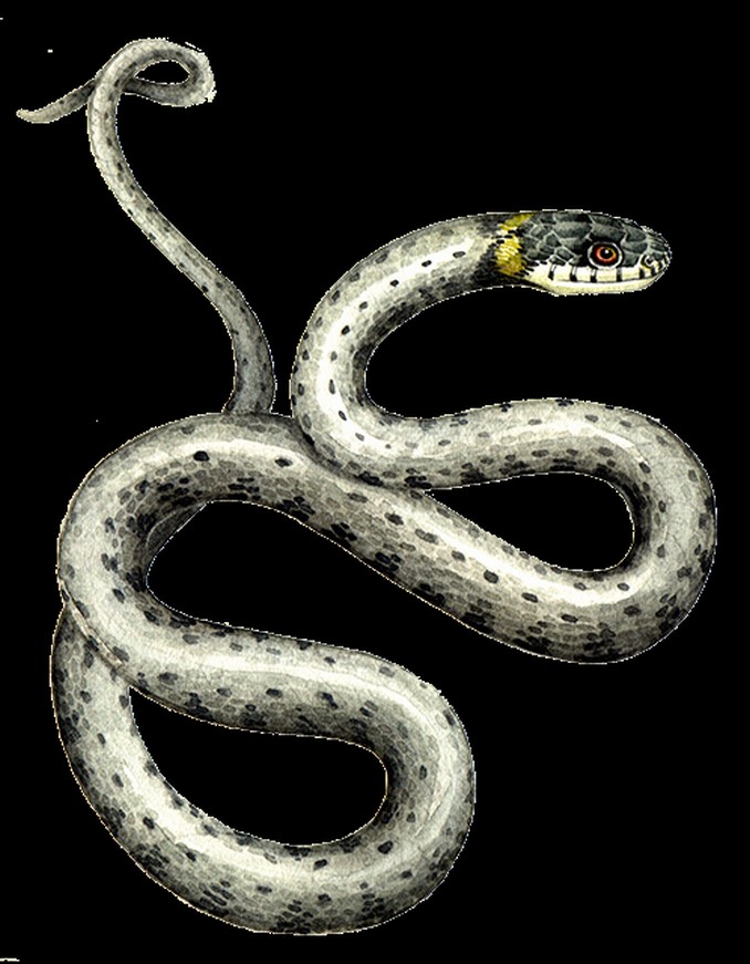 Los reptiles más amenazados de Colombia, ¡conózcalos!