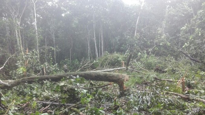 Autoridades capturaron a dos personas por tala masiva en Uribe, Meta