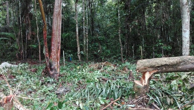 Autoridades capturaron a dos personas por tala masiva en Uribe, Meta